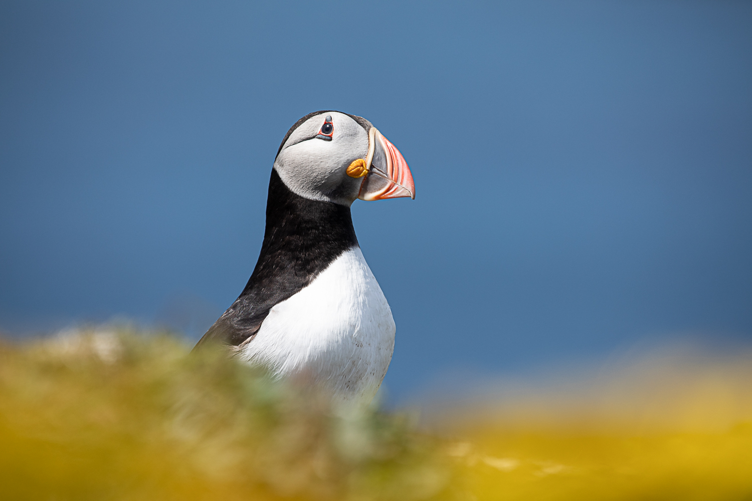 Papegaaiduiker met blauwe lucht en gras in de voorgrond.